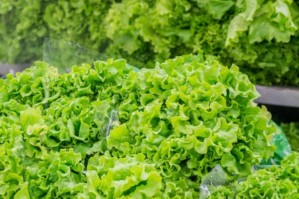 Folhas Salada Verdes Frescas Mercado Comida Saudável — Fotografia de Stock