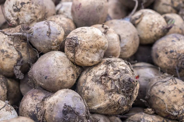 Primer Plano Raíz Remolacha Mercado Público — Foto de Stock