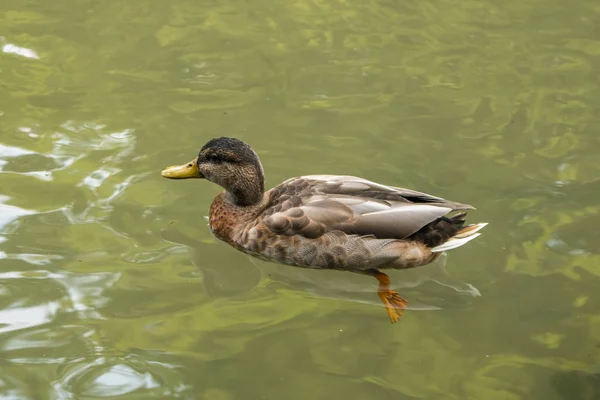 Free duck swimming in the water in Sempione Park, Milan.