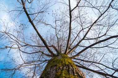 selvi dalları mavi gökyüzü, yapraklarda olmadan bataklık güneşli bir gün.