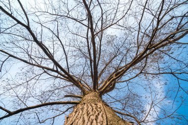 selvi dalları mavi gökyüzü, yapraklarda olmadan bataklık güneşli bir gün.