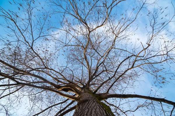 Rami Cipresso Palude Senza Foglie Cielo Blu Giornata Sole — Foto Stock