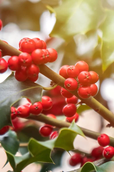 Holly Green Foliage Matures Red Berries Ilex Aquifolium Christmas Holly — Stock Photo, Image