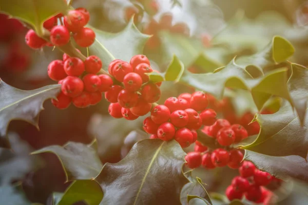 Holly Zöld Lomb Érett Piros Bogyók Ilex Aquifolium Vagy Karácsonyi — Stock Fotó
