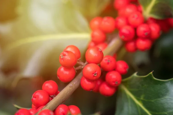 Holly Zöld Lomb Érett Piros Bogyók Ilex Aquifolium Vagy Karácsonyi — Stock Fotó