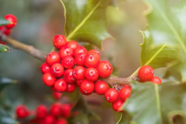 Holly Zöld Lomb Érett Piros Bogyók Ilex Aquifolium Vagy Karácsonyi — Stock Fotó