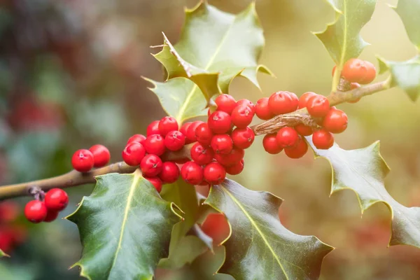 Холлі Зелене Листя Зрілими Червоними Ягодами Ilex Aquifolium Або Різдвяний — стокове фото