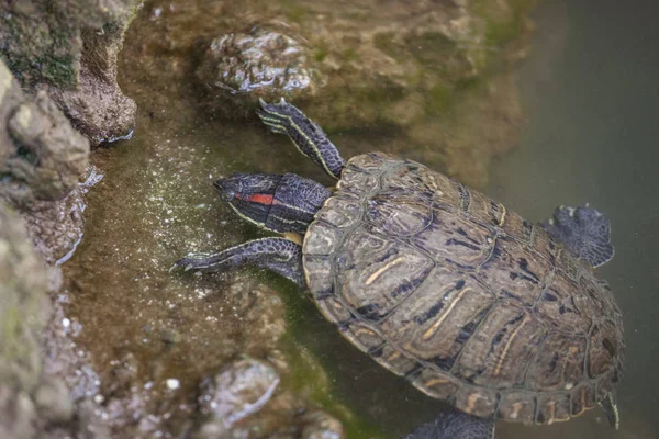 Schildpadden Milans Sempione Park Dieren Fauna — Stockfoto