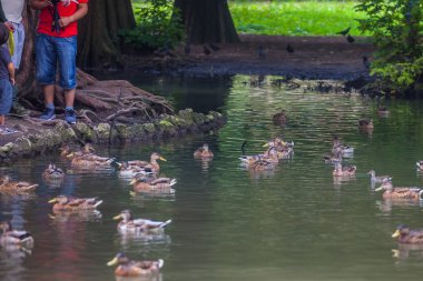 Ücretsiz ördekler Sempione Parkı, Milan suda Yüzme.