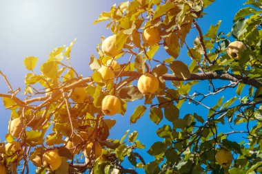 Olgun Ayva meyve üzerinde bir brunch Güz
