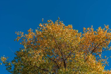 Renkli yaprak, dal ve mavi gökyüzü kavak ağaçlarının gövdeleri