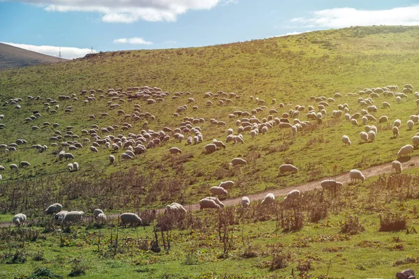 Moutons sur une prairie verte dans les montagnes du Caucase, Géorgie — Photo