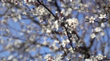 Güzel çiçekli erik ağacı. Arka plan bahar günü çiçek açan çiçeklerle