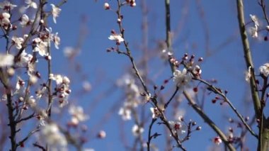 Güzel çiçekli erik ağacı. Arka plan bahar günü çiçek açan çiçeklerle