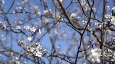 Güzel çiçekli erik ağacı. Arka plan bahar günü çiçek açan çiçeklerle