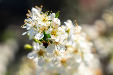 Erik beyaz çiçekleri ile yumuşak arka plan