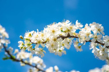 Mavi gökyüzü arka planında beyaz erik çiçekleri