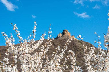 Mavi gökyüzü ve eski kilise Jvari arka plan üzerinde beyaz Erik çiçekleri, 