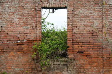 Eski bir kapı ve büyümeleri ile eski tuğla duvar