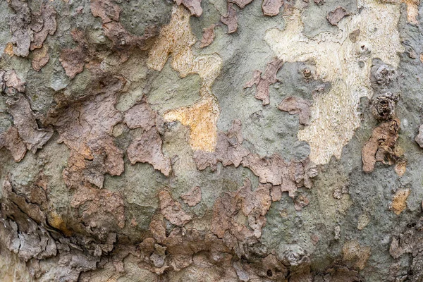 Bakgrund av Platan bark, trädet bark textur — Stockfoto