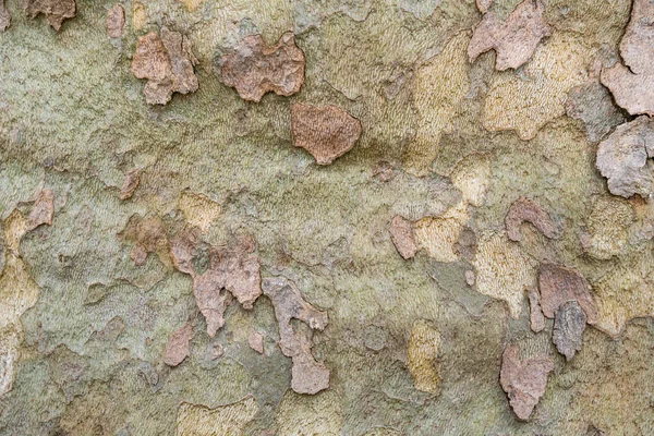 Background of plane tree bark, tree bark texture