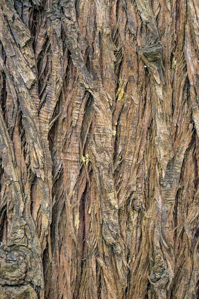 Brown Wood tree texture, surface pattern, bark of tree