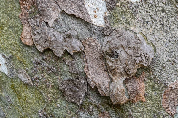 平面树皮的背景, 树皮纹理 — 图库照片