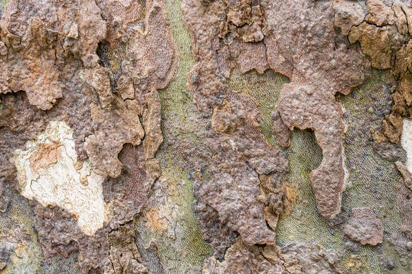 Background of plane tree bark, tree bark texture