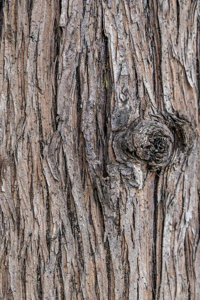 Hnědé dřevo stromu textura, povrchová, kůra stromu — Stock fotografie