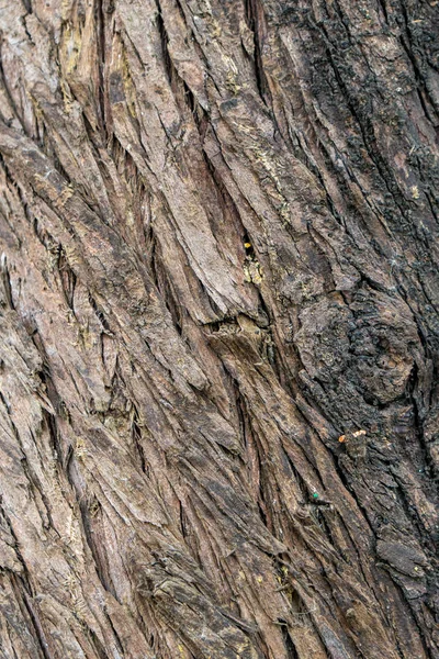 Struttura dell'albero di legno marrone, modello di superficie, corteccia dell'albero — Foto Stock