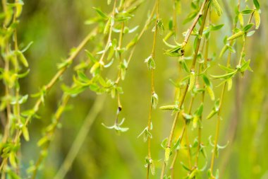 Söğüt ağacının Bahar, Bahar doğa arka plan