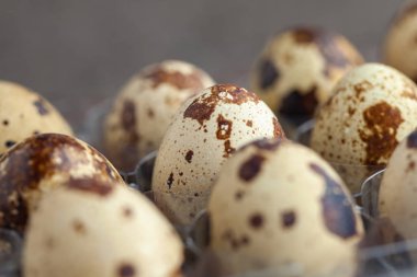 Plastik kutuda bıldırcın yumurtası, bıldırcın yumurtası arka plan