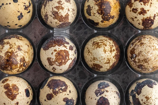 Перепелиные яйца в пластиковой коробке, перепелиные яйца фон — стоковое фото