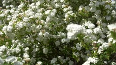 nemli çiçekli çalı dügün erkeçsakalı, çiçek arka plan