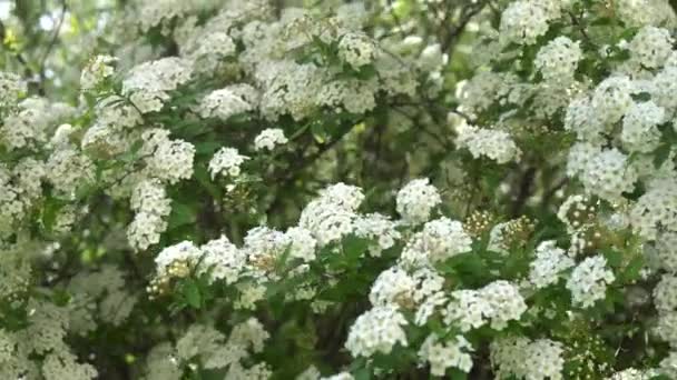 Dewy Flowering Shrub Bridal Wreath Spirea Floral Background — Stock Video