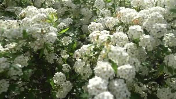 Dewy Flowering Shrub Bridal Wreath Spirea Floral Background — Stock Video