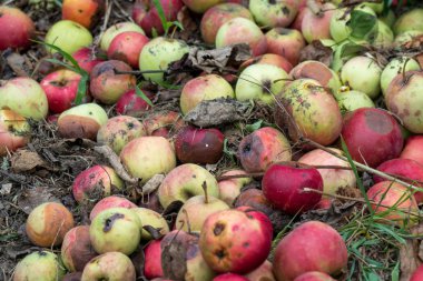 Çürük elmalar yere düştü.