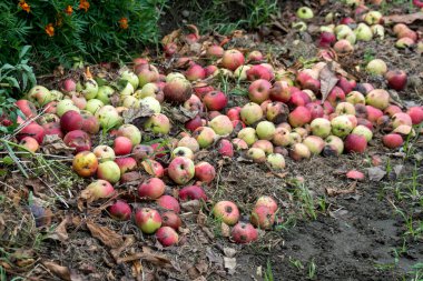 Çürük elmalar yere düştü.