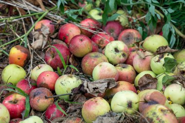 Çürük elmalar yere düştü.