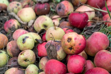 Çürük elmalar yere düştü.