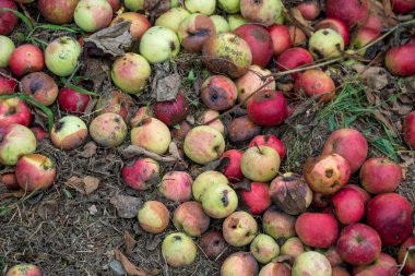 Çürük elmalar yere düştü.