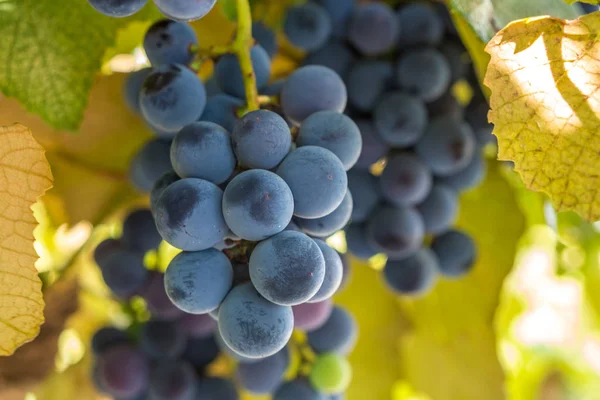 Uva azul en el jardín, vendimia — Foto de Stock