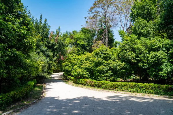 Estacione caminos curvos del suelo con árboles y hierba verde baja. Parque i — Foto de Stock