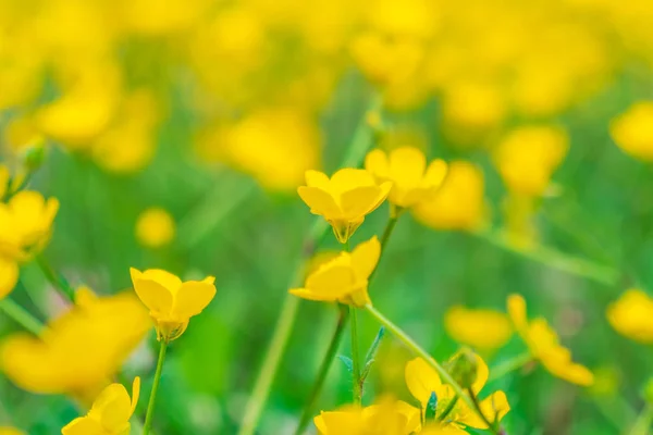 Flor floreciente en primavera, buttercup, crowfoot — Foto de Stock