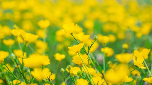 Flor floreciente en primavera, buttercup, crowfoot —  Fotos de Stock