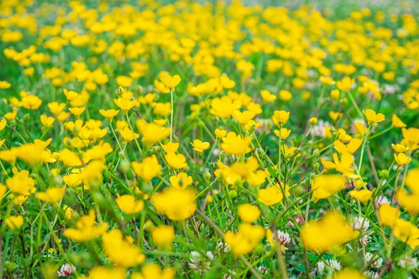 Blooming flower in spring, buttercup, crowfoot — Stock Photo, Image
