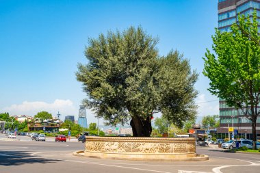 Tiflis, Gürcistan - 08.05.2019: Rustaveli Caddesi'nde zeytin ağacı. 