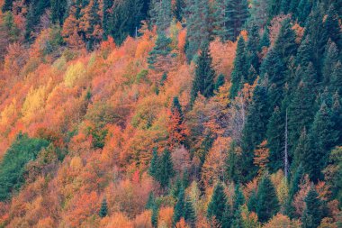 sonbaharda Svaneti dağlarında renkli ağaçlar. Beautifu