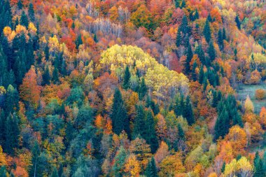 sonbaharda Svaneti dağlarında renkli ağaçlar. Beautifu
