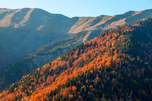 Arbres colorés dans les montagnes de Svaneti à l'automne. Beautifu — Photo